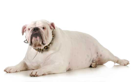 Fettleibiger Hund
