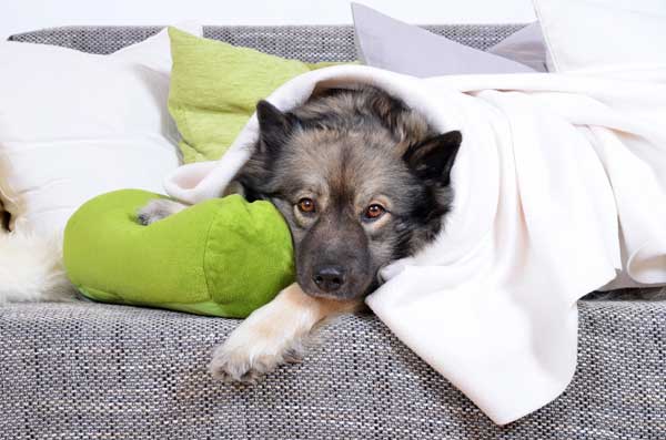 Hund mit Erbrechen 