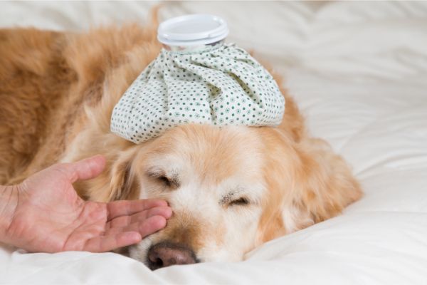Hund mit Kot blutig