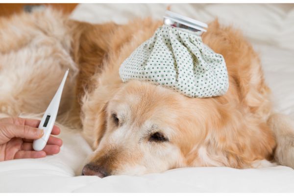 Hund mit Perikarderguss
