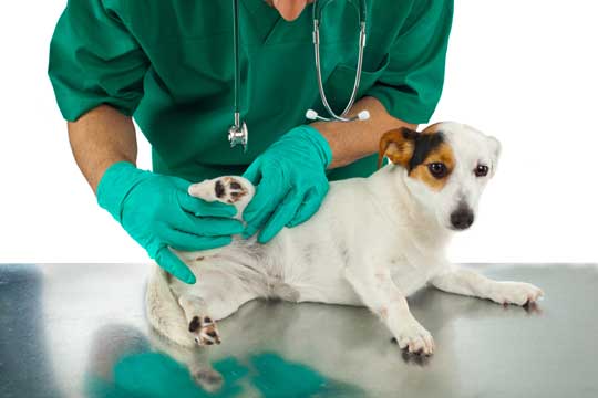 Hund Bandscheibenvorfall