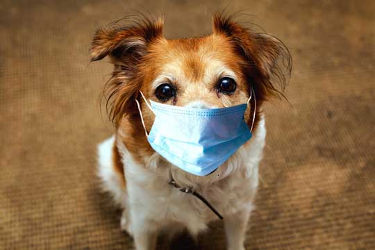 Hund mit Zwingerhusten