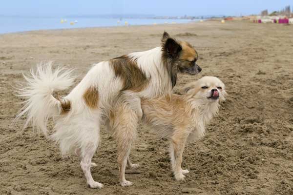 Hund hypersex