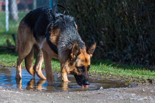 Hund mit Polydypsie